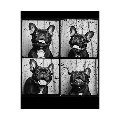French Bulldog Poster