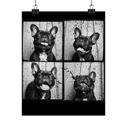 French Bulldog Poster