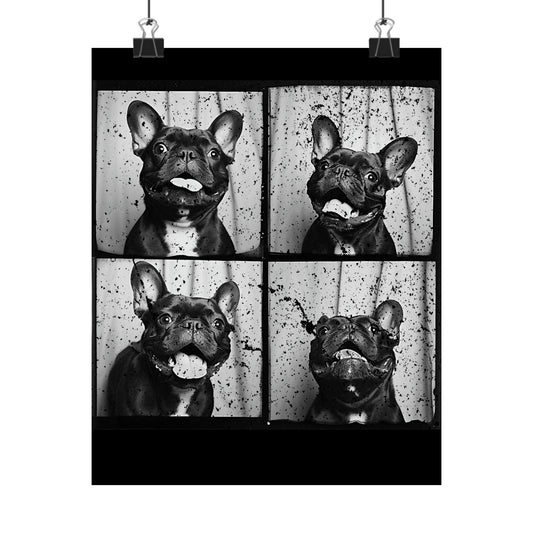 French Bulldog Poster