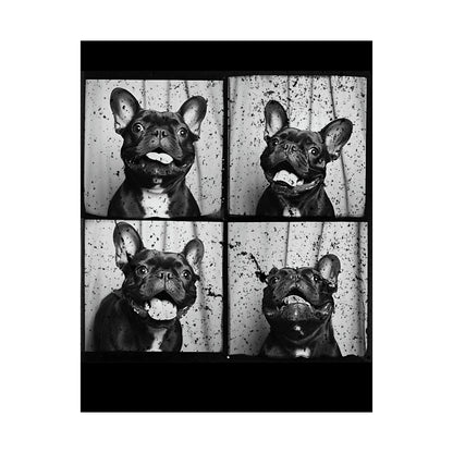 French Bulldog Poster