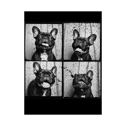 French Bulldog Poster